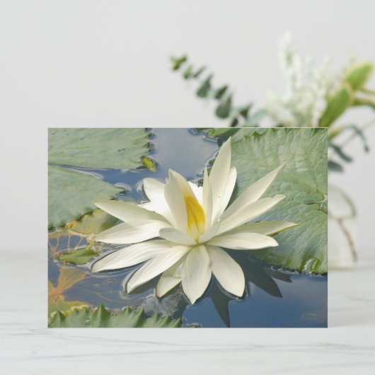 White lotus (Standing Front)