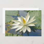 White lotus (Front/Back)