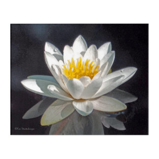 WHITE LOTUS BLOSSOM AND REFLECTION ACRYLIC PRINT