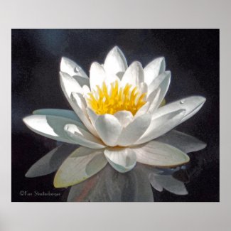 WHITE LOTUS BLOSSOM AND REFLECTION