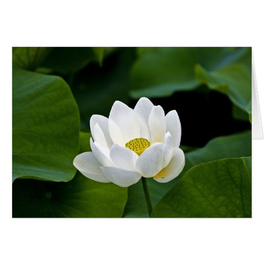 White Lotus Card
