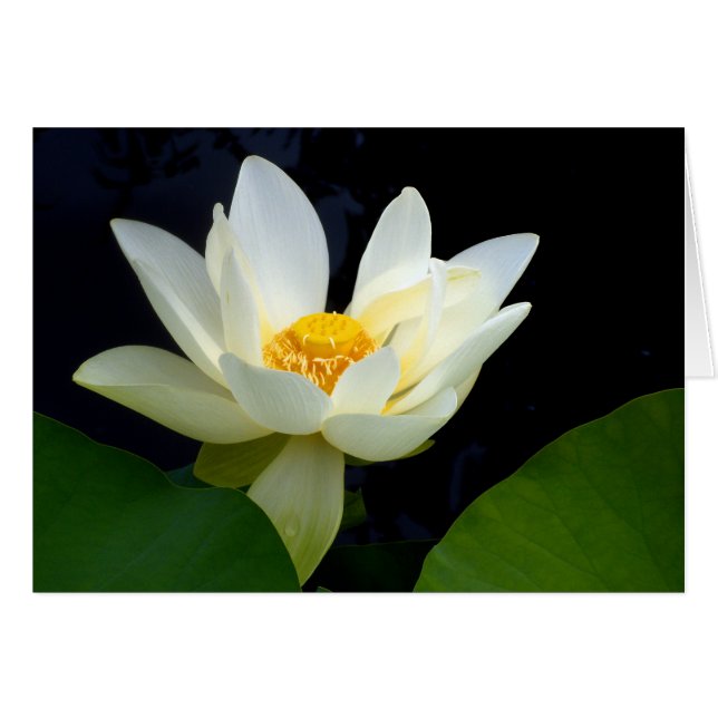 White Lotus Cards (Front Horizontal)