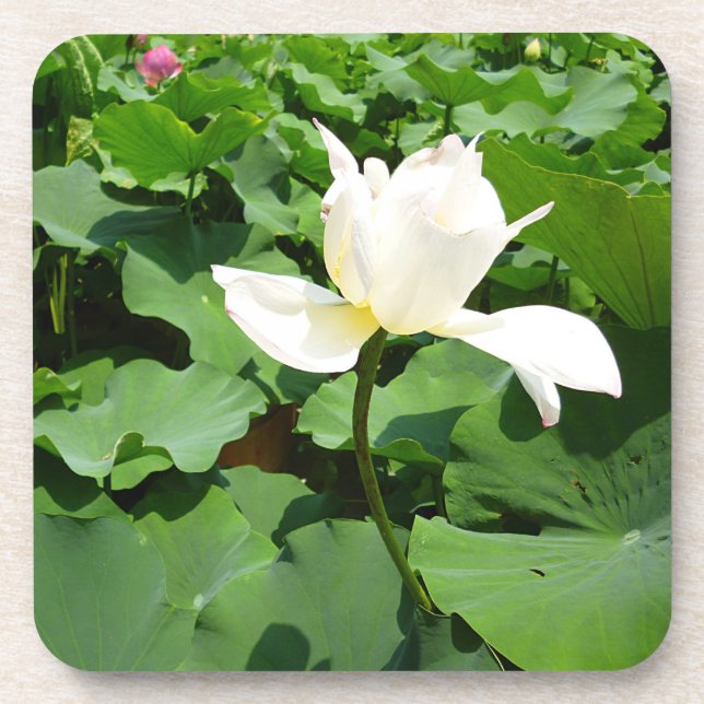 White Lotus Flower Beverage Coaster (Front)
