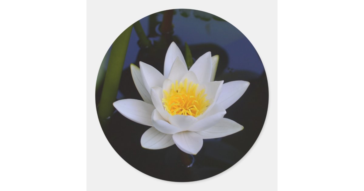 White Lotus Flower Classic Round Sticker | Zazzle