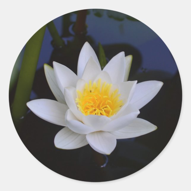 White Lotus Flower Classic Round Sticker (Front)