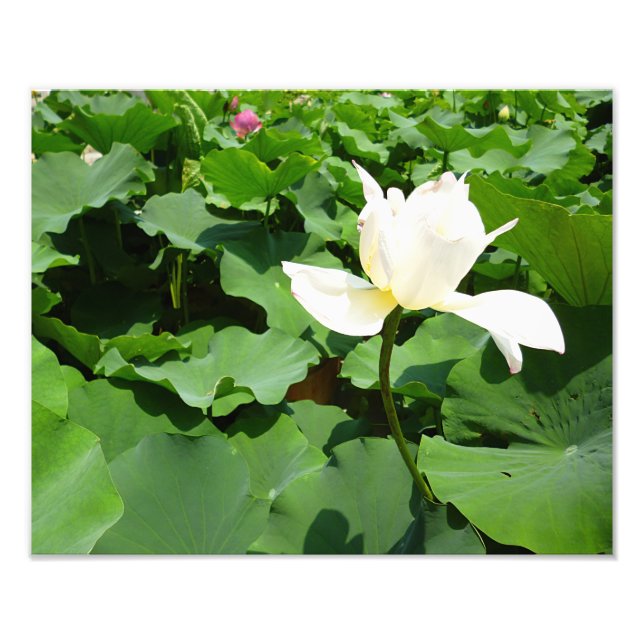 White Lotus Flower Photo Print (Front)