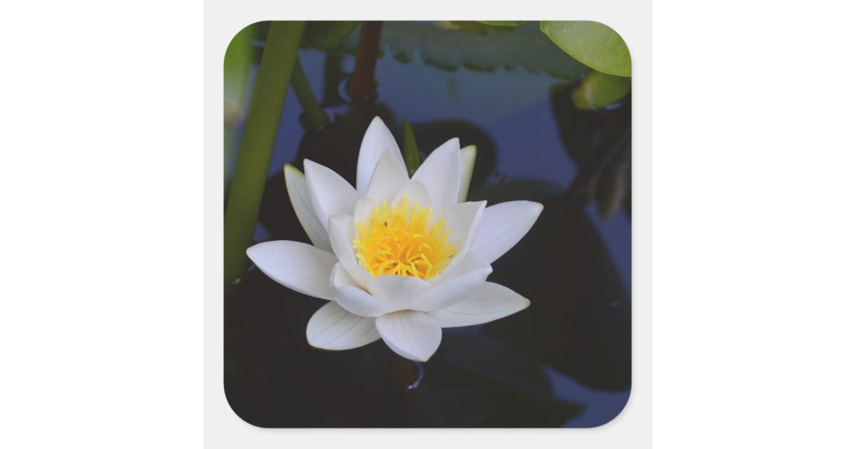 White Lotus Flower Stickers | Zazzle