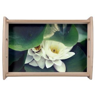 White Lotus Flowers 