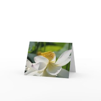 White Lotus - Folded Note Card