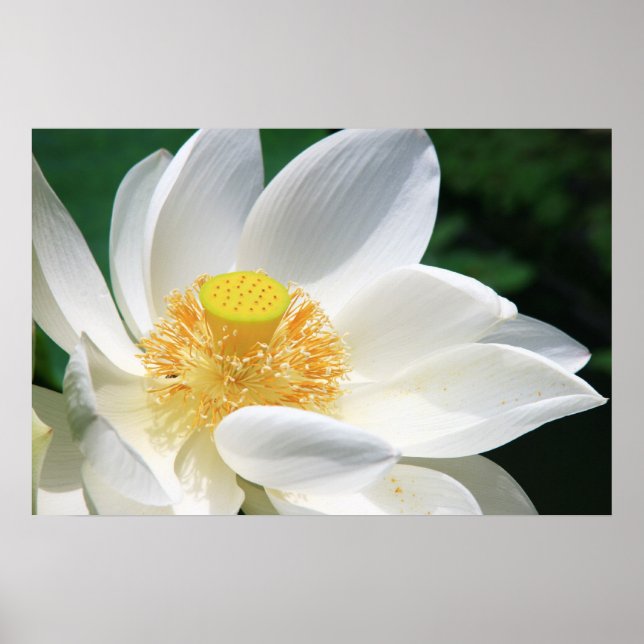 White Lotus Poster (Front)