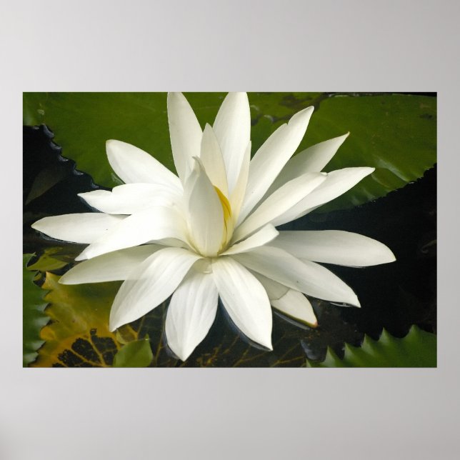 White lotus poster (Front)