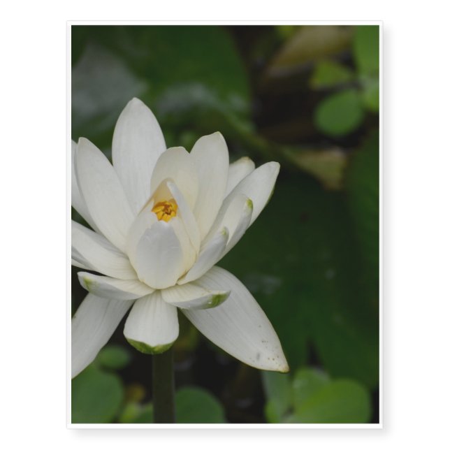 White Lotus Temporary Tattoos (Front)
