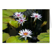 White Lotus Waterlilies Card (Front Horizontal)