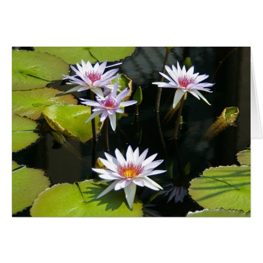 White Lotus Waterlilies Card (Front Horizontal)