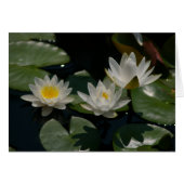 White Lotus Waterlilies Card (Front Horizontal)