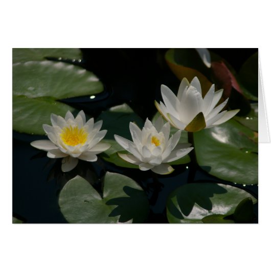 White Lotus Waterlilies Card (Front Horizontal)
