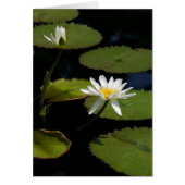 White Lotus Waterlilies Card (Front)