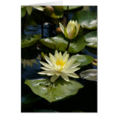 White Lotus Waterlilies Card (Front)