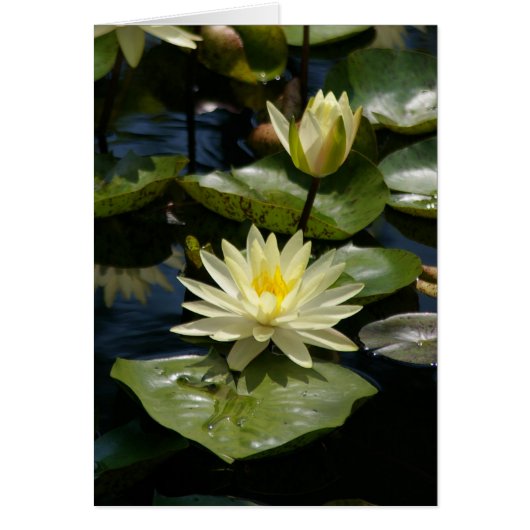 White Lotus Waterlilies Card (Front)