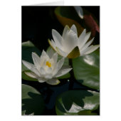 White Lotus Waterlilies Card (Front)
