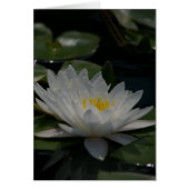 White Lotus Waterlily Card (Front)