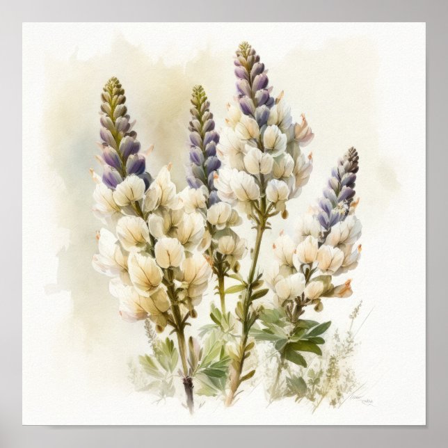 White Lupine Flower Art Print Poster (Front)