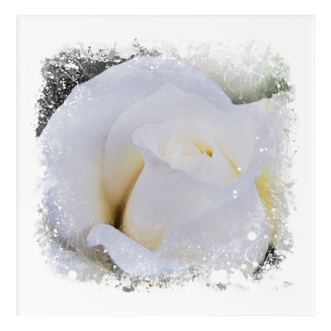 *~* White Macro Rose Floral AR8 Acrylic Print (Front)