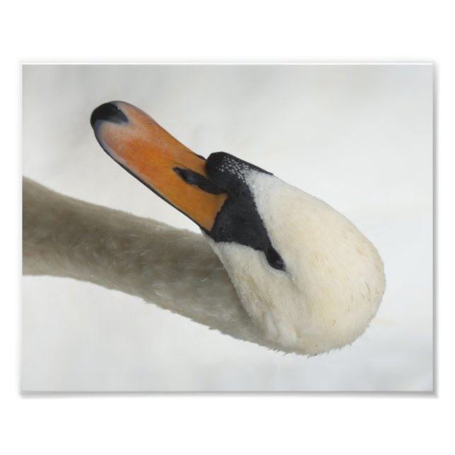 White Macro Swan Photo Print (Front)