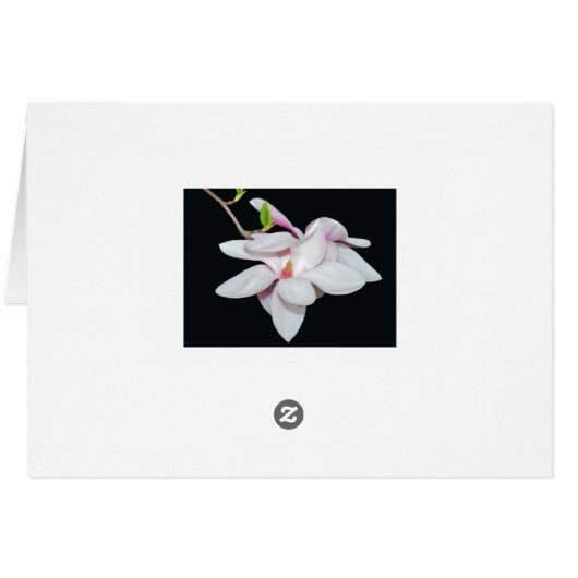 White Magnolia (Back Horizontal)