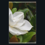 White Magnolia<br><div class="desc">Blooming white magnolia flower blossom.</div>