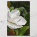 White Magnolia