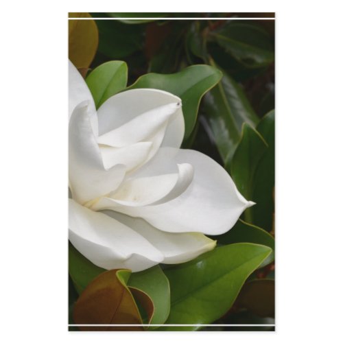 White Magnolia