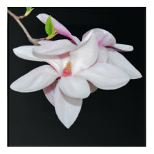 White Magnolia