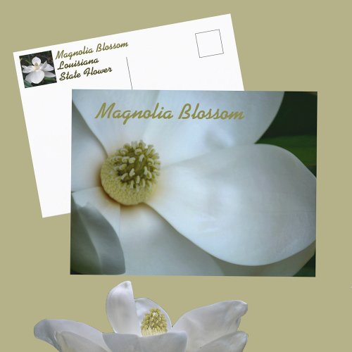 White Magnolia Blossom Photographic Postcard