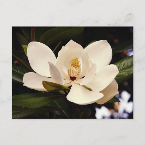 White Magnolia Blossom Postcard