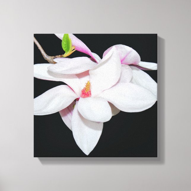 White Magnolia Canvas Print (Front)