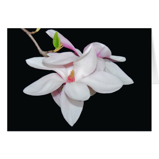 White Magnolia Cards (Front Horizontal)