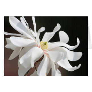 White magnolia cards