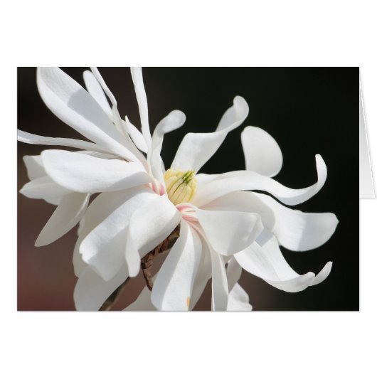 White magnolia cards (Front Horizontal)