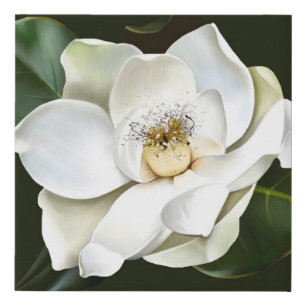 White Magnolia Closeup Green Background Faux Canvas Print