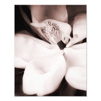 White Magnolia Flower Black Background Abstract Photo Print