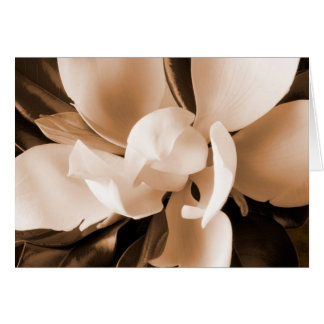 White Magnolia Flower Black Background Cards