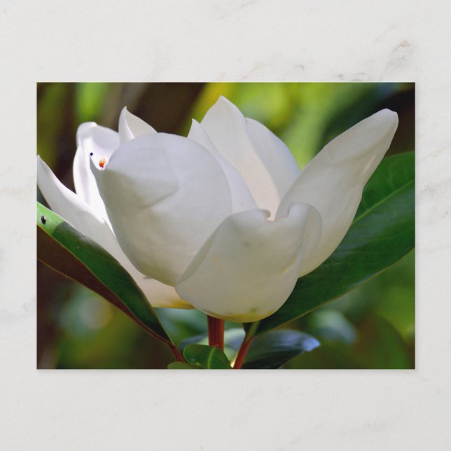 White Magnolia flower blooming Postcard (Front)