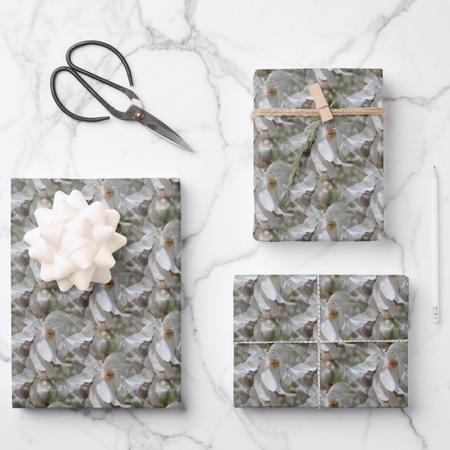 White Magnolia Flower Blossoms Nature   Wrapping Paper Sheets (Front)