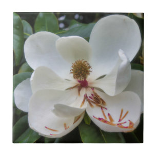 White Magnolia flower Ceramic Tile