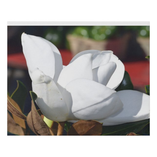 White magnolia flower faux canvas print (Front)