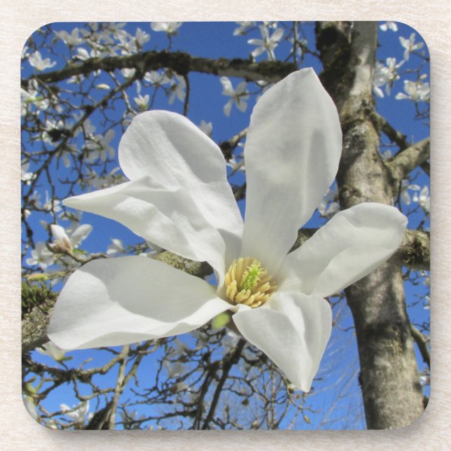 White Magnolia Flower in Tree. Beverage Coaster (Front)