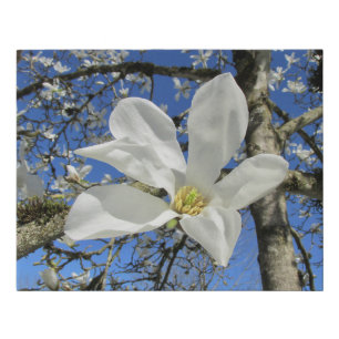 White Magnolia Flower in Tree Faux Canvas Print