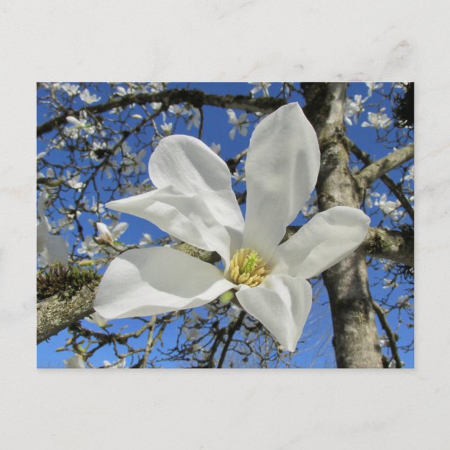 White Magnolia Flower in Tree. Postcard (Front)