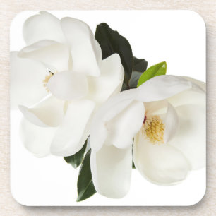 White Magnolia Flower Magnolias Floral Flowers Coaster